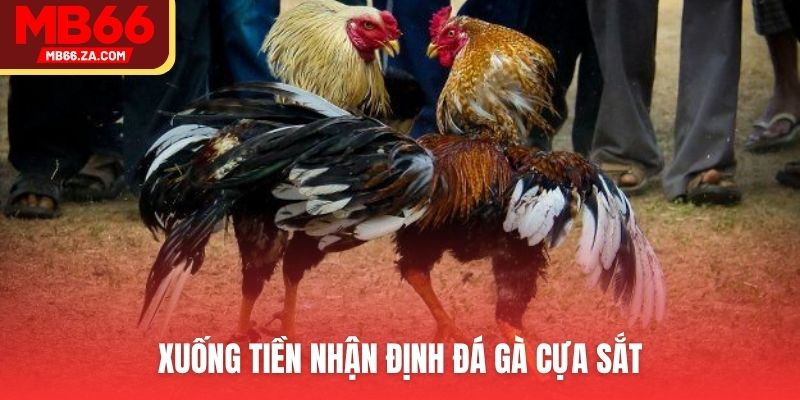 Cá cược cựa sắt với tính chất hấp dẫn tại Đá gà MB66
