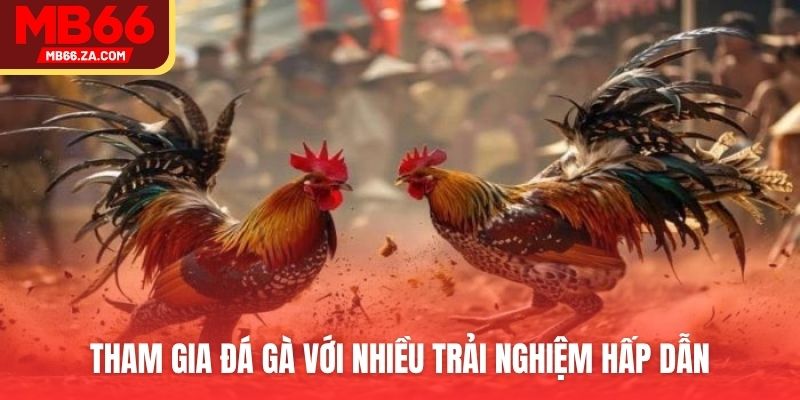 Đá gà thu hút nhiều người chơi tìm đến săn thưởng